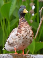 Mallard2.jpg