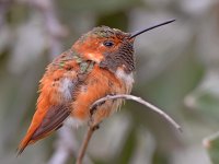 Hummer2.jpg
