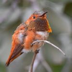 Hummer3.jpg
