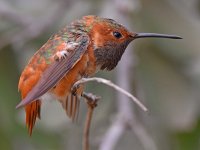 Hummer8.jpg