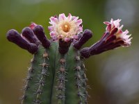 Cactus.jpg