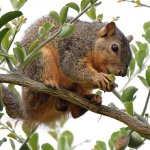 Squirrel3.jpg