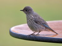 Bluebird2.jpg