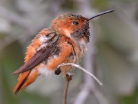 Hummer13.jpg