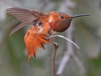 Hummer10.jpg