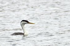 ROY_9831.JPG