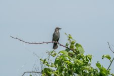 DSC_4398.jpg