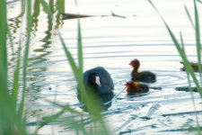 DSC_7475+Jesse Lake TC d5100 SP AM Coot Babies-0001.jpg