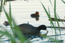 DSC_7481+Jesse Lake TC d5100 SP Baby Coot-0001.jpg