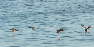 DSC_7425+Jesse Lake TC d5100 SP 4 BIF Ducks-0001.jpg