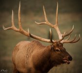 Bull Elk Bugling.jpg