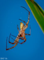 DSC_2225.jpg