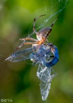 DSC_2205.jpg