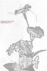 014 SilkFlowersStillLife-130114-LineDrawing_01.jpg