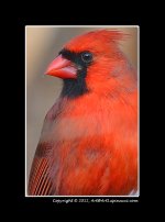 Cardinal3.jpg