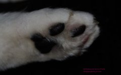 015 Alex's Paw-130115-cropped_01.jpg