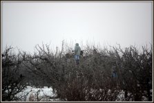 FREEZING FOG 001.JPG
