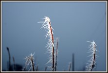 FREEZING FOG 006.JPG