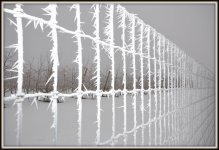 JACK FROST 030.JPG