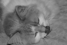 017 Creature-130117-02-BW_01.JPG