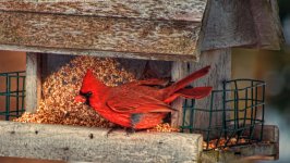 cardinal in feeder.jpg