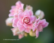DSC_2100_5229.jpg