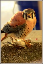 BIRD 042.JPG