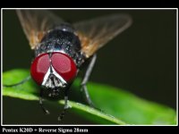 Macro1.jpg