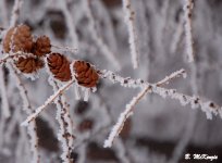 Cones In Frost.jpg