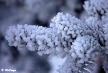 Frosty Spruce.jpg