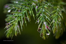DSC_2211_5306-2.jpg