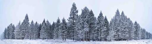 frosted trees.jpg