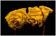 fallen roses.jpg
