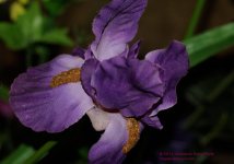 025 Silk Orchid-130125-01-orig_01.jpg