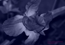 025 Silk Orchid-130125-01-mc-cyanotype_01.jpg