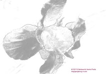 025 Silk Orchid-130125-01-linedrawing_01.jpg