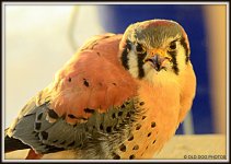 BIRD 042.jpg
