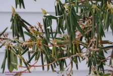 026 Rhododendron-130126-03.jpg