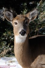 026 Deer-130126-03-Cropped_01.jpg