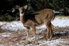 026 Deer-130126-01_01.jpg