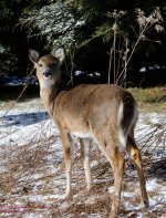 026 Deer-130126-02-Cropped_01.jpg