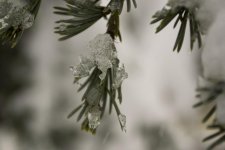 close_snow2.jpg