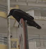 crowsm.jpg