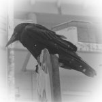 crowbw_sm.jpg