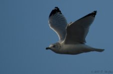 DSC_3295.jpg