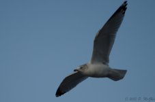 DSC_3301.jpg