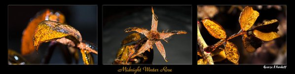 MidnightWinterRoseWeb.jpg