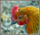 SUN SNOW FROST CHICKENS 125.jpg