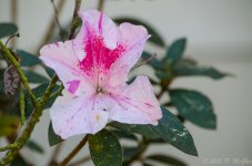DSC_3181.jpg