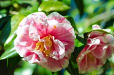 DSC_3189.jpg